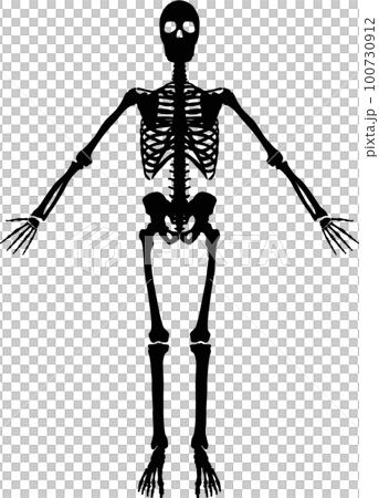 Whole body skeleton front male silhouette Whole body skeleton front male silhouette 100730912