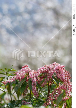 紅花アセビ 100730932