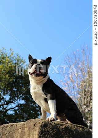 青空の鶴ヶ島市運動公園の岩に座って見つめるボストンテリアのマイティと木立の風景 100730943