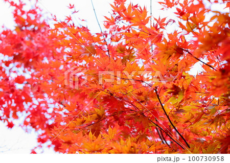 鮮やか紅葉 カエデ 野村 鮮やか紅葉 カエデ 野村 100730958