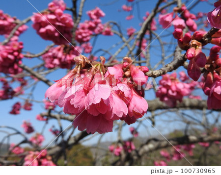 満開のカンヒザクラ(寒緋桜)  100730965
