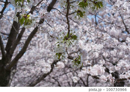 大阪城公園の葉桜 100730966