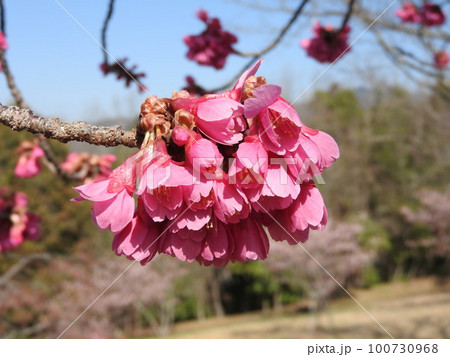満開のカンヒザクラ(寒緋桜)  100730968