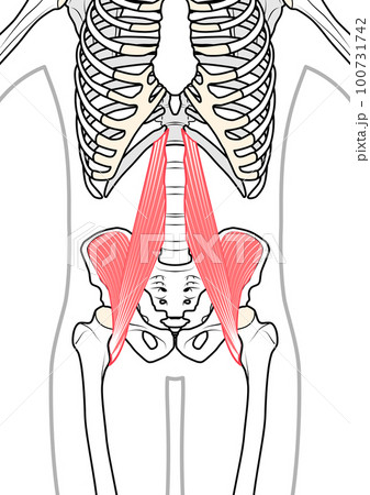 腸腰筋　体表あり 100731742
