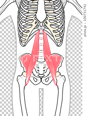 腸腰筋　体表あり 100731742