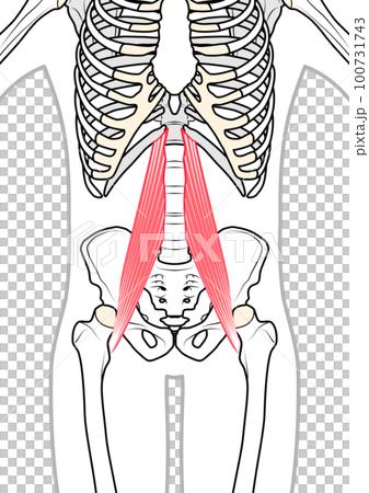 大腰筋　体表あり 100731743