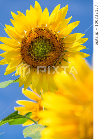 ひまわり・夏イメージ ひまわり・夏イメージ 100732157