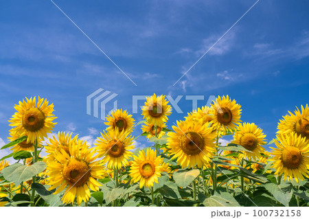 ひまわり・夏イメージ 100732158