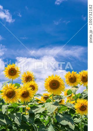 ひまわり・夏イメージ 100732182