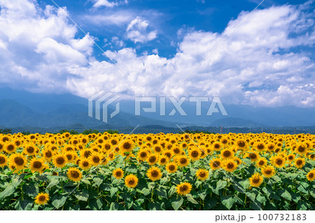 ひまわり・夏イメージ 100732183