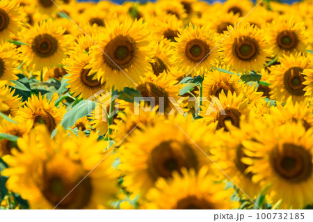 ひまわり・夏イメージ 100732185