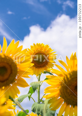ひまわり・夏イメージ 100732213