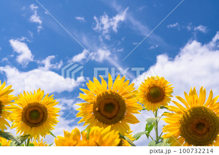 ひまわり・夏イメージ 100732214