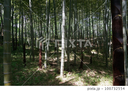 春の町田市 小山田緑地の竹林に伸びる若竹 春の町田市 小山田緑地の竹林に伸びる若竹 100732554