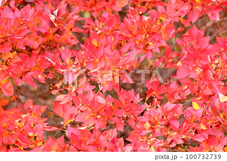 紅葉　ドウダンツツジの葉 100732739