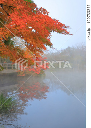 湯布院金鱗湖に立ち込める朝霧の中の紅葉の風景 100733255