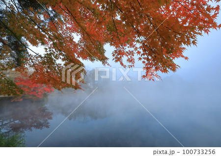 紅葉が美しい湯布院金鱗湖の湖面に立ち込める朝霧 100733256