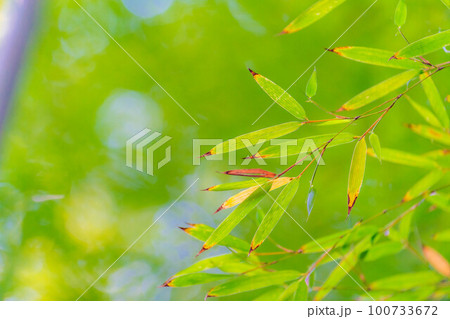 【新緑素材】鎌倉市報国寺の竹の庭【神奈川県】 100733672