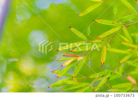 【新緑素材】鎌倉市報国寺の竹の庭【神奈川県】 100733673