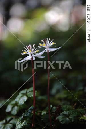 バイカオウレン 100734637