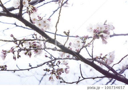 城ヶ島の桜 100734657
