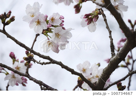 城ヶ島の桜 城ヶ島の桜 100734667