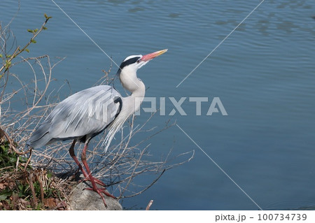 婚姻色のアオサギ 100734739