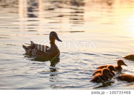 Wild duck family of mother bird and her chicks swimming on lake water at bright sunset. Birdwatching concept Wild duck family of mother bird and her chicks swimming on lake water at bright sunset. Birdwatching concept 100735468