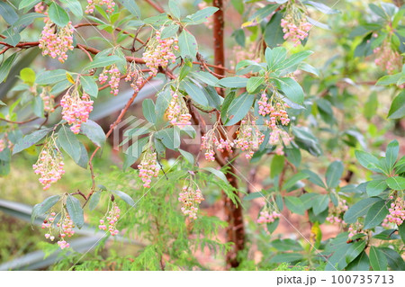 ヒメイチゴノキの花 ヒメイチゴノキの花 100735713