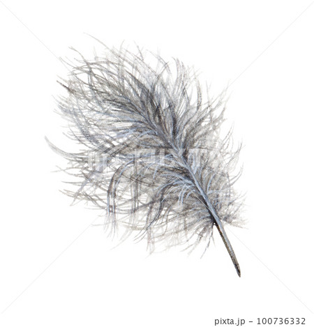 Down bird feather. Watercolor illustration. Hand drawn realistic bird grey light, fluffy, soft down feather element. Isolated on white background 100736332