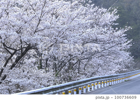 島根半島の桜 100736609