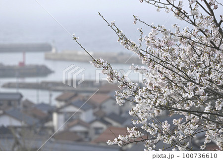 島根半島の桜 島根半島の桜 100736610