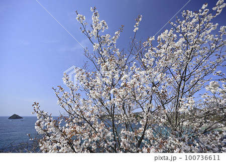 島根半島の桜 100736611