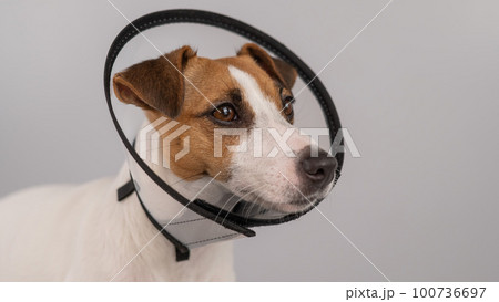Jack Russell Terrier dog in plastic cone after surgery. Copy space. Jack Russell Terrier dog in plastic cone after surgery. Copy space. 100736697