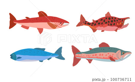 Set of doodle salmon fish in modern original trendy style. Clip art for design, isolated on white. Vector hand drawn illustration. Set of doodle salmon fish in modern original trendy style. Clip art for design, isolated on white. Vector hand drawn illustration. 100736711