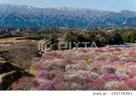 2023年いなべ梅園Rev.2 100736981