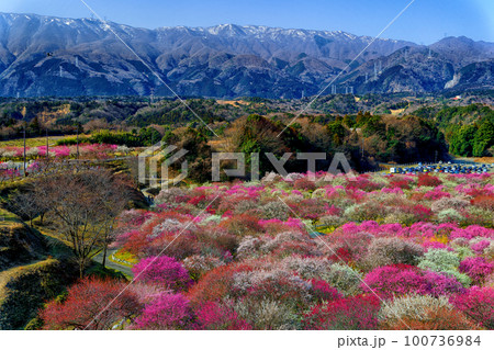 2023年いなべ辺梅園Rev.3 2023年いなべ辺梅園Rev.3 100736984