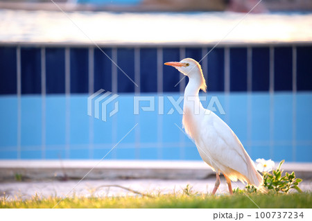 White cattle egret wild bird, also known as Bubulcus ibis walking on green lawn in summer 100737234