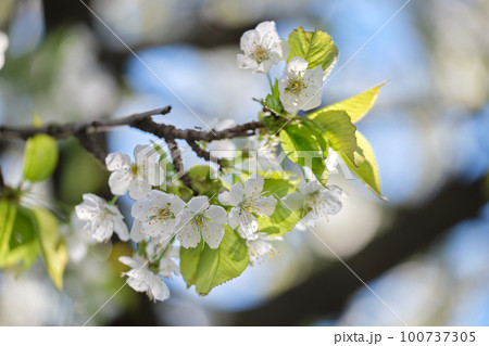 Twigs of cherry tree with white blossoming flowers in early spring Twigs of cherry tree with white blossoming flowers in early spring 100737305