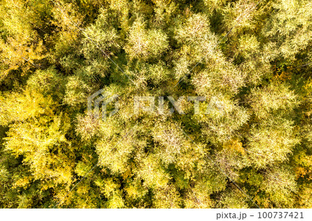 Top down aerial view of green and yellow canopies in autumn forest with many fresh trees. Top down aerial view of green and yellow canopies in autumn forest with many fresh trees. 100737421