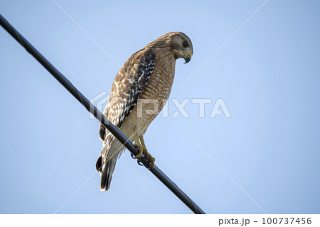 The red-shouldered hawk bird perching on electric cable looking for prey to hunt 100737456