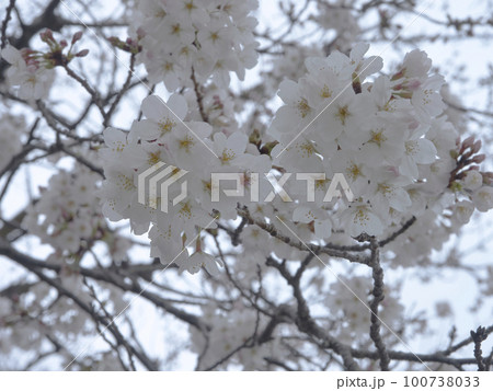 木更津太田山公園の桜 木更津太田山公園の桜 100738033