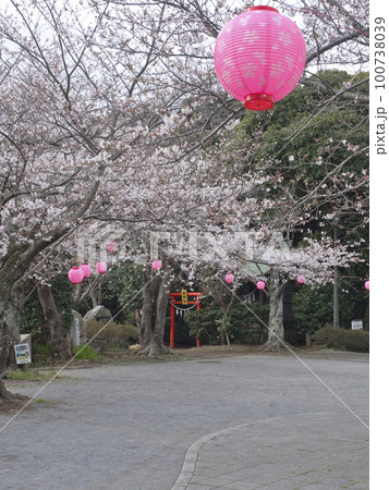 木更津太田山公園の桜 100738039