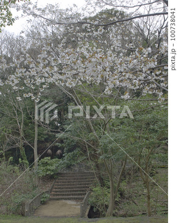 木更津太田山公園の桜 木更津太田山公園の桜 100738041