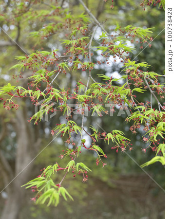 木更津太田山公園 イロハモミジの花 木更津太田山公園 イロハモミジの花 100738428