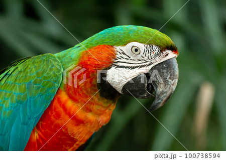 Multicolor scarlet macaw parrot head shot close up in dark nature green background 100738594