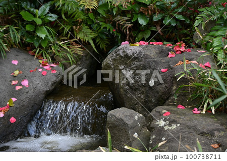 ツバキの落花・花絨毯 100738711