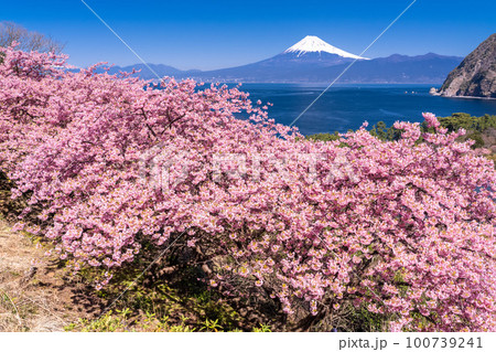 《静岡県》富士山と河津桜・沼津市井田 100739241