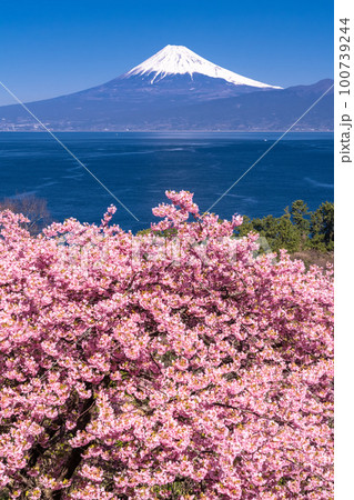 《静岡県》富士山と河津桜・沼津市井田 100739244