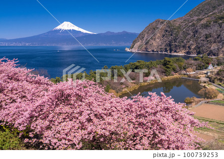 《静岡県》富士山と河津桜・沼津市井田 《静岡県》富士山と河津桜・沼津市井田 100739253